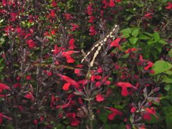 Giant Swallowtail on Salvia Coccina