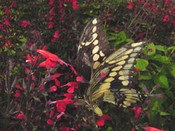 Salvia Coccinia-Giant Swallowtail