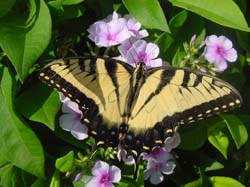 John Fanick's Phlox-Tiger Swallowtail