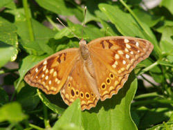 Tawny Emperor on Sweet Autumn Clematis