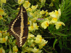 Toadflax Or Butter-Giant Swallowtail