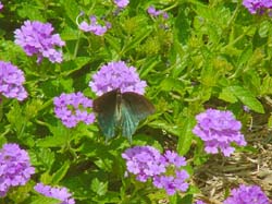 Verbena-Pipevine Swallowtail