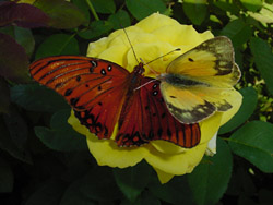 Yellow Rose-Gulf Fritillary and Orange Sulphur
