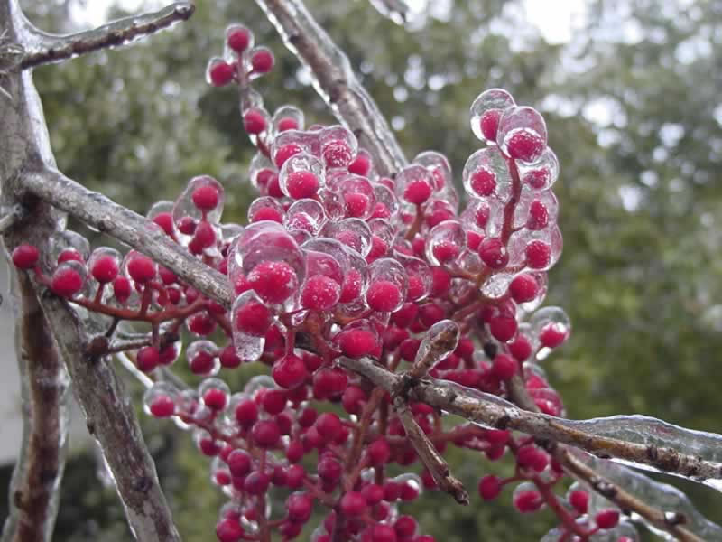 Chinese Pistache tree sterile berries