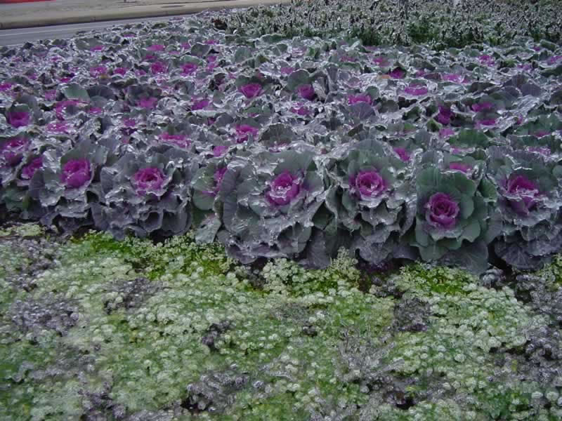 Entrance planting of Ornamental Red Kale with Sweet Alyssum
