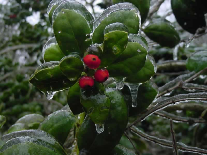 Holly Berries in ice
