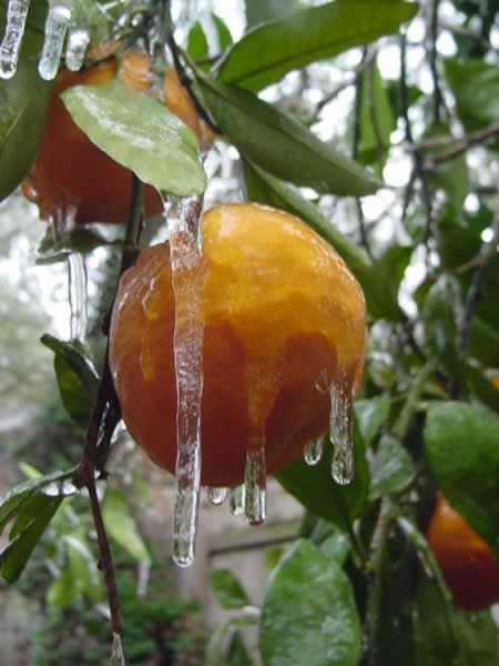 Ice cold Satsuma fruit