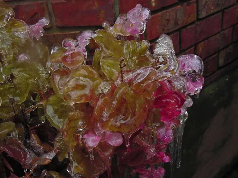 Iced Begonias