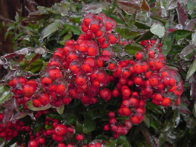 Nandina berries in ice