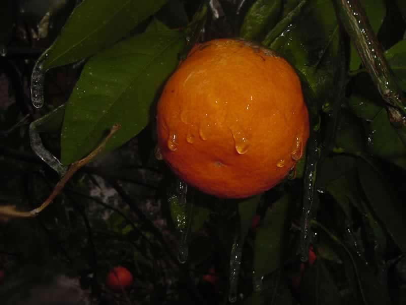 Satsuma fruit with ice