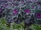 Iced Ornamental Red Kale with Sweet Alyssum in foreground (108kb)