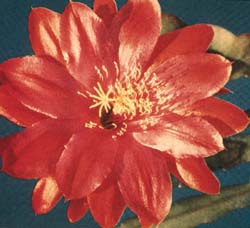 Epiphyllum hybrid 'Conway Giant'