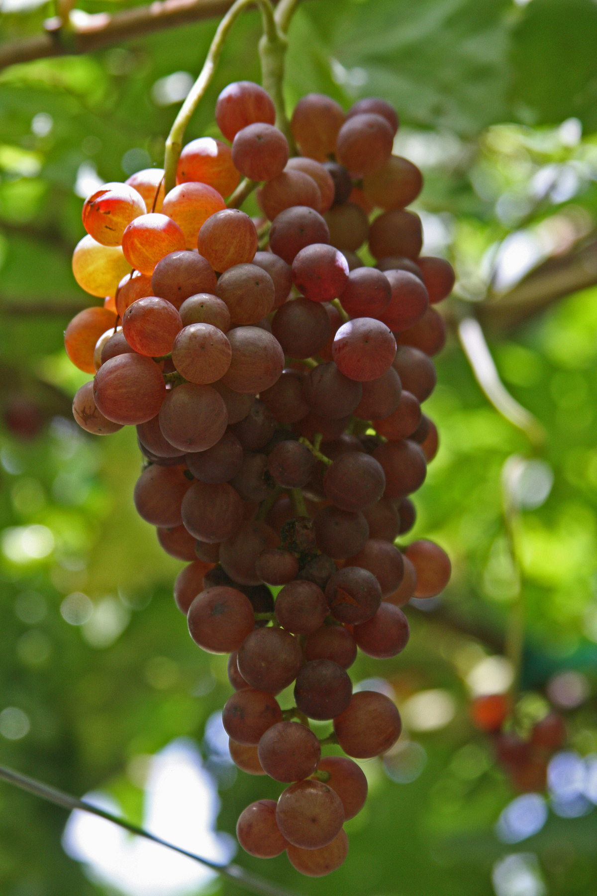 PLANTanswers: Plant Answers > 'Victoria Red' Grape Variety