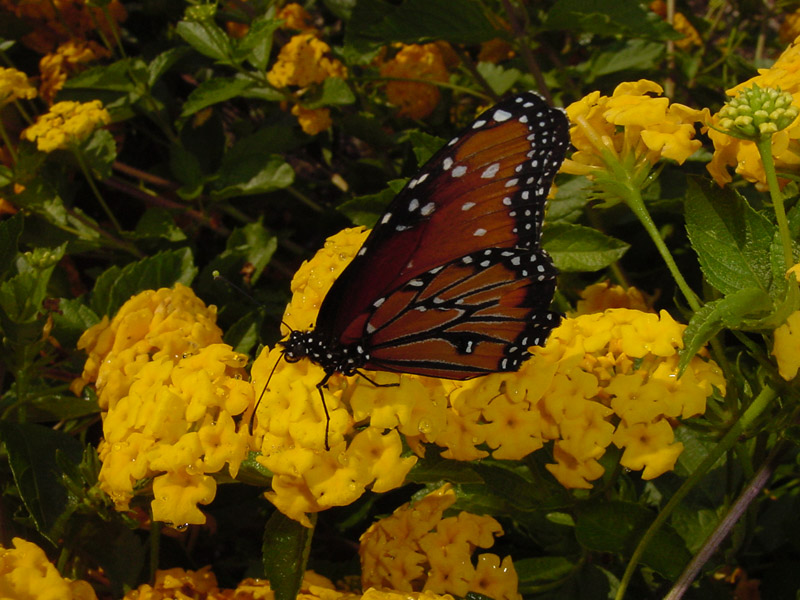 Lantana - Monarch Butterfly