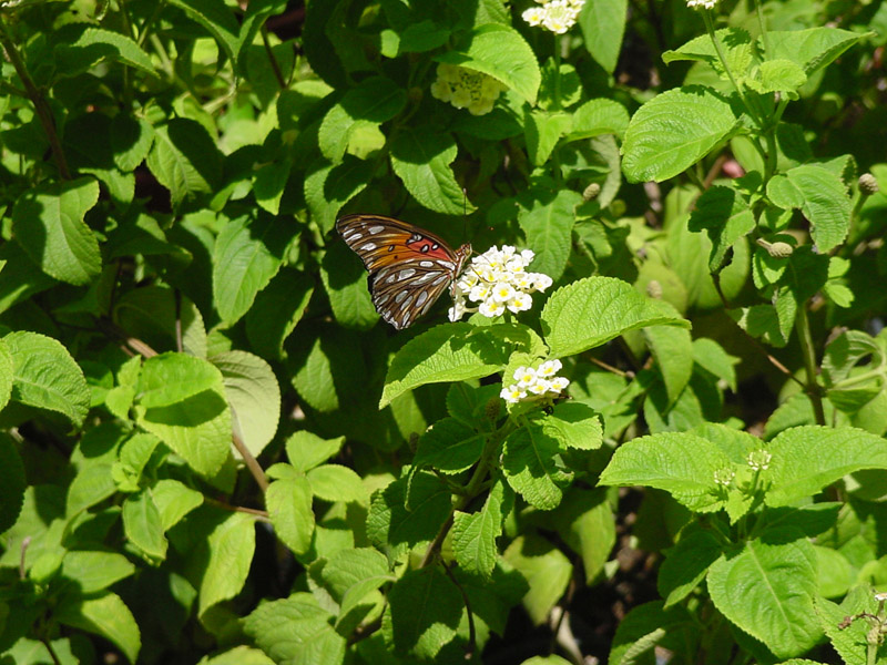 Lantana - Gulf Fritillary Butterfly