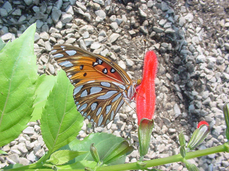 Old Petersen's - Gulf Fritillary Butterfly