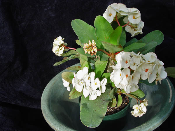 White Crown Of Thorns  Houseplants by Studley's