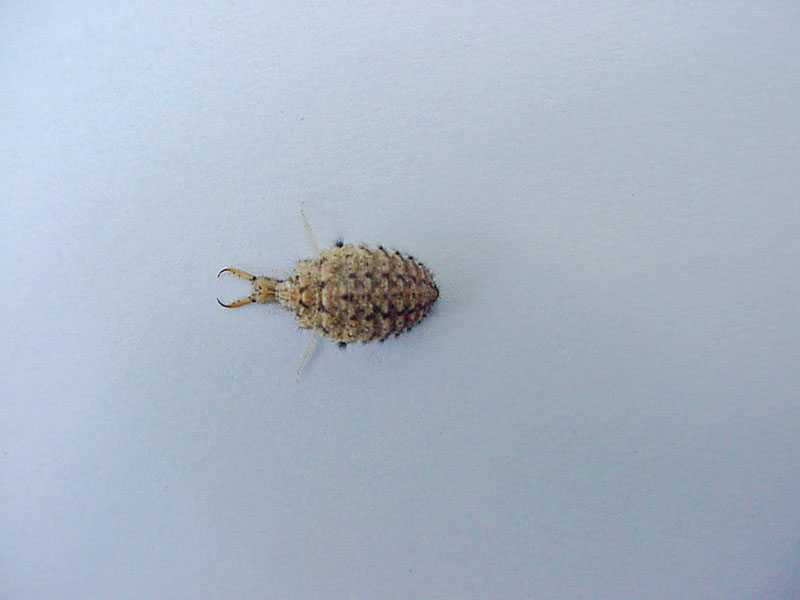 Antlion or Doodle Bug