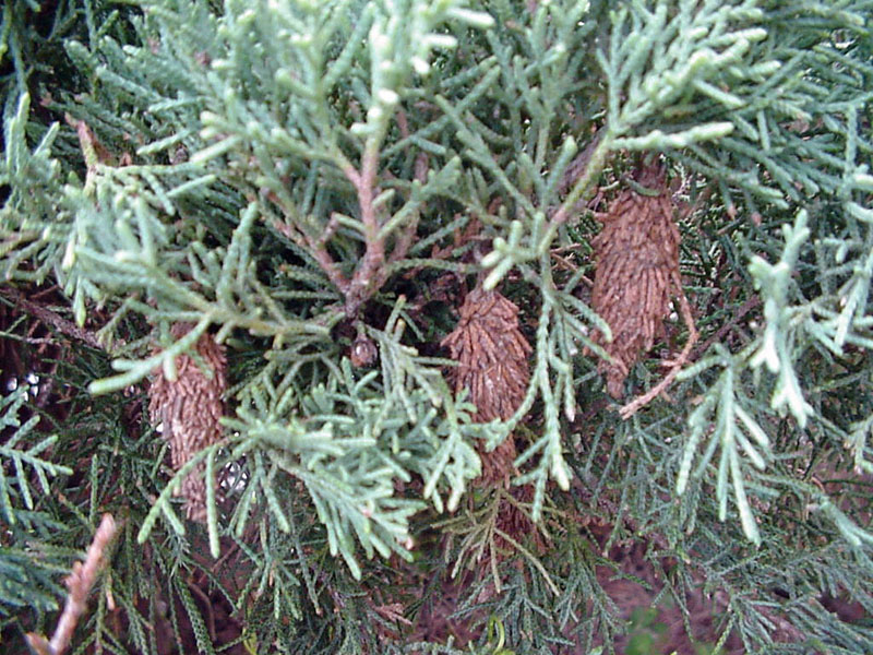 Bagworms in Juniper