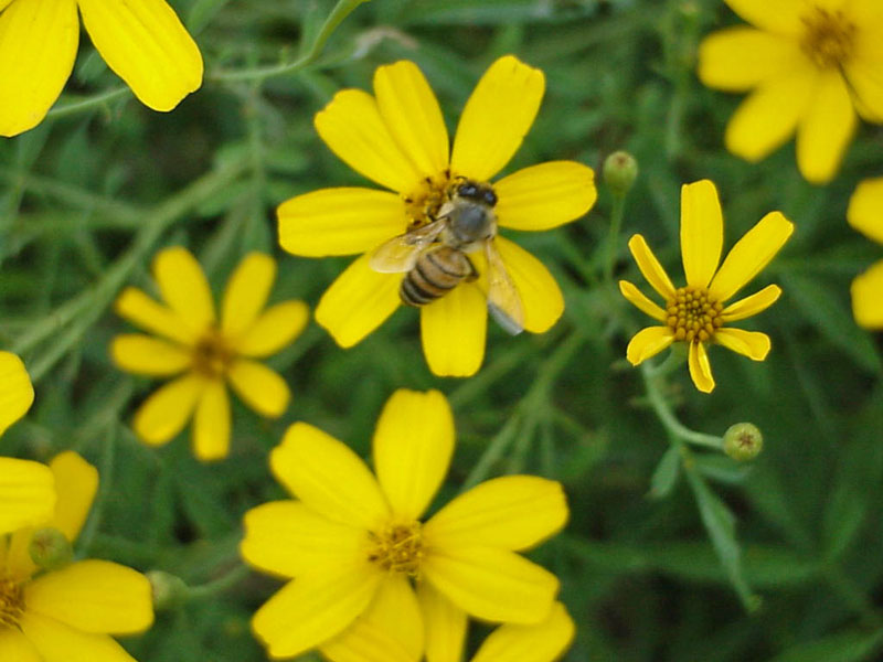 Bee on Copper Canyon Daisy