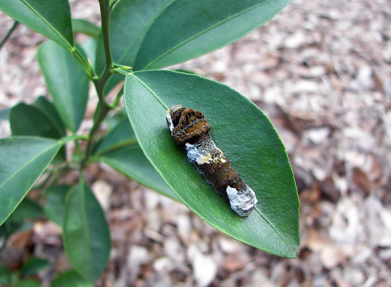 Bird Dropping Caterpillar (Giant Swallowtail)