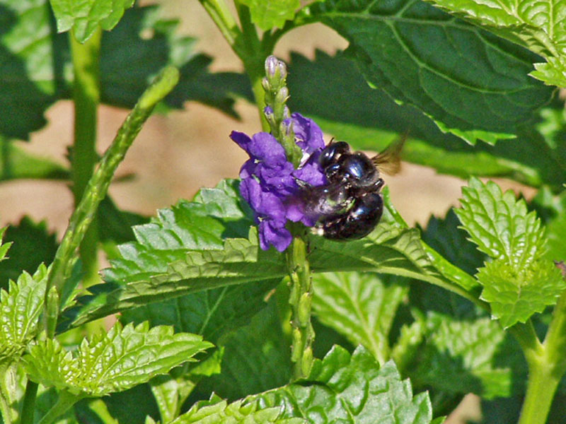 Black Bee on Porterweed