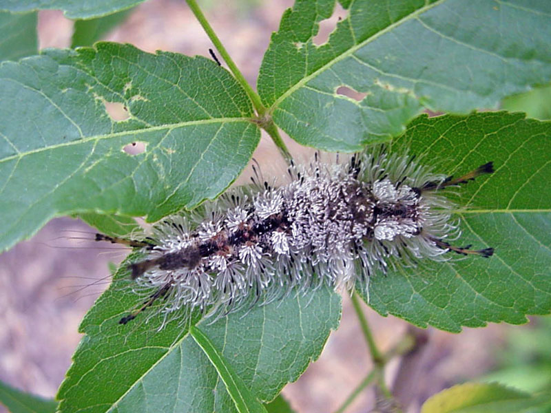 Caterpillar on Mexican Buckeye