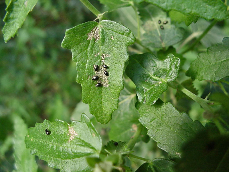 Flea Beetle on Evergreen Pavonia