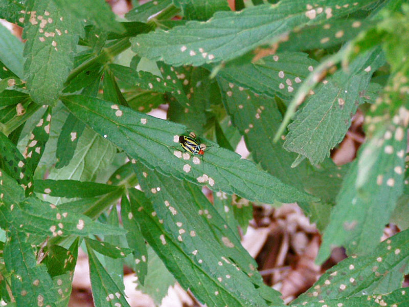 Fourlined Plant Bug and Damage