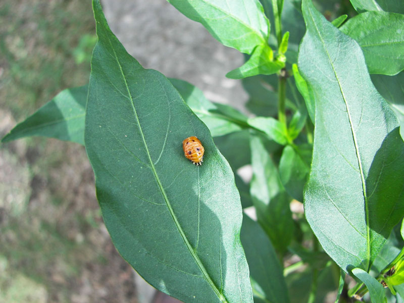 Ladybug Pupa