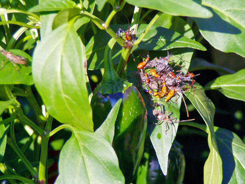 Leaffooted Bugs & Nymphs