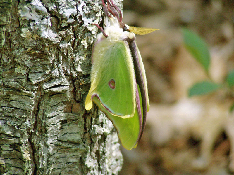 Luna Moth