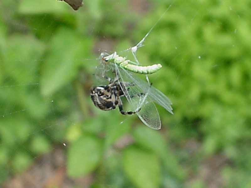 Spider & Lacewing