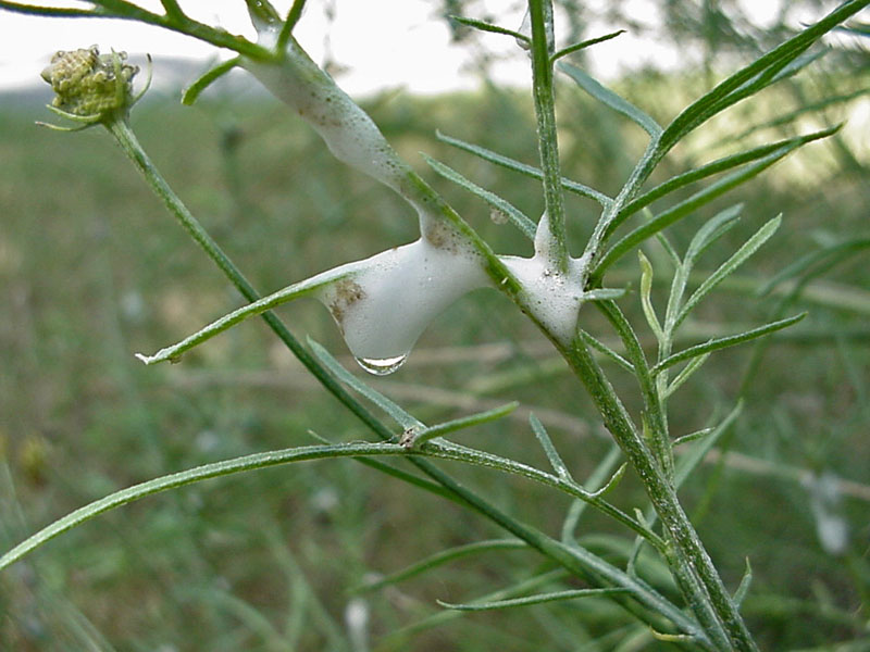 Spittle Bug (Philaenus spumaris)