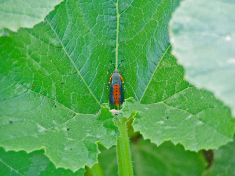 Squash Vine Borer Moth