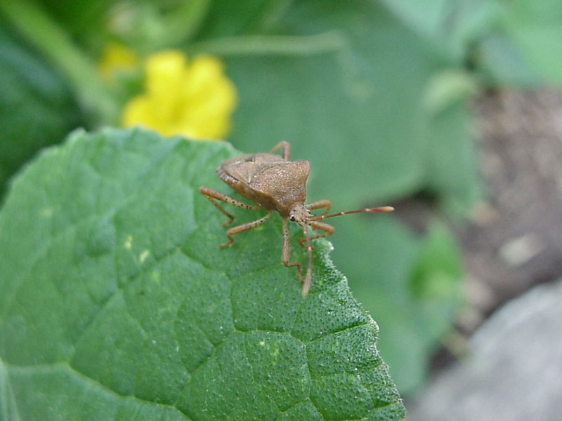 Stink Bug on Cucumber Vine