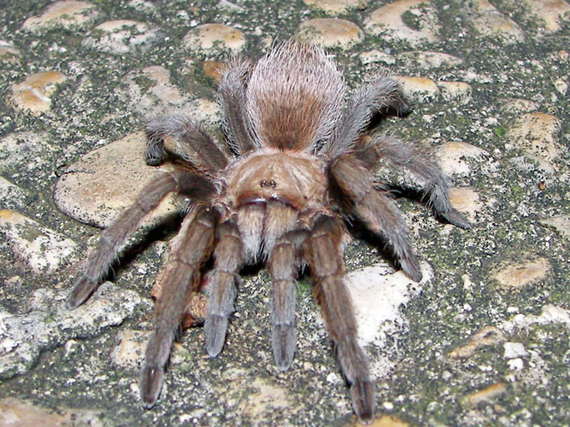 Tarantula