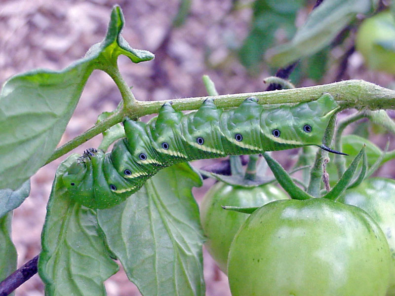 Tomato Hornworm