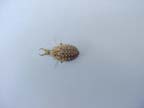 Antlion or Doodle Bug