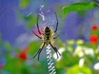 Argiope Spider