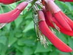 Grasshopper on Coral Bean