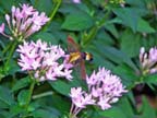 Hummingbird Moth on Penta