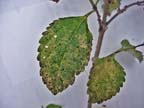 Lacebug Damage on Lantana