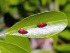 Sophora Bug (Lopidea major Knight) on Texas Mountain Laurel