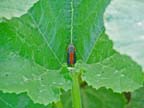 Squash Vine Borer Moth