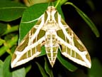 Vine Sphinx (Eumorpha vitis)