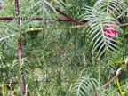 Walking Stick on Cypress Vine